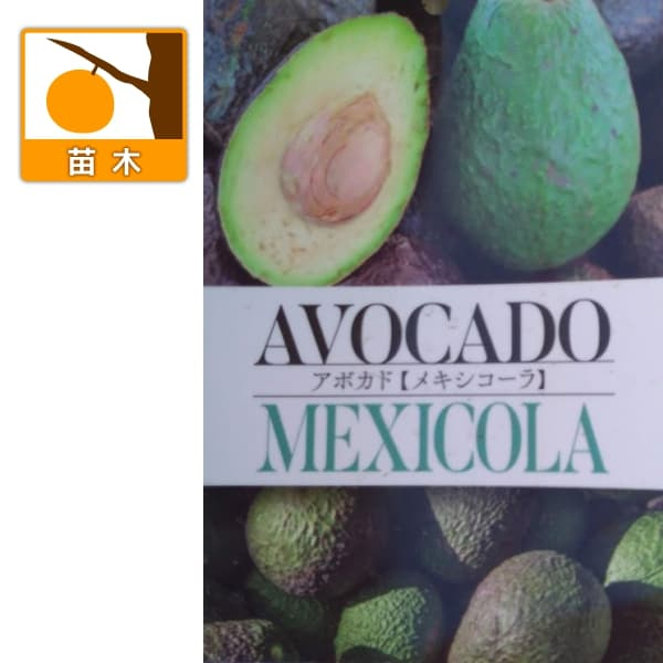 アボカド：メキシコーラ4.5-5号ポット（接木苗）