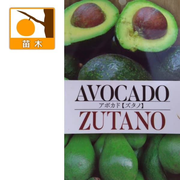 アボカド：ズタノ4.5-5号ポット（接木苗）