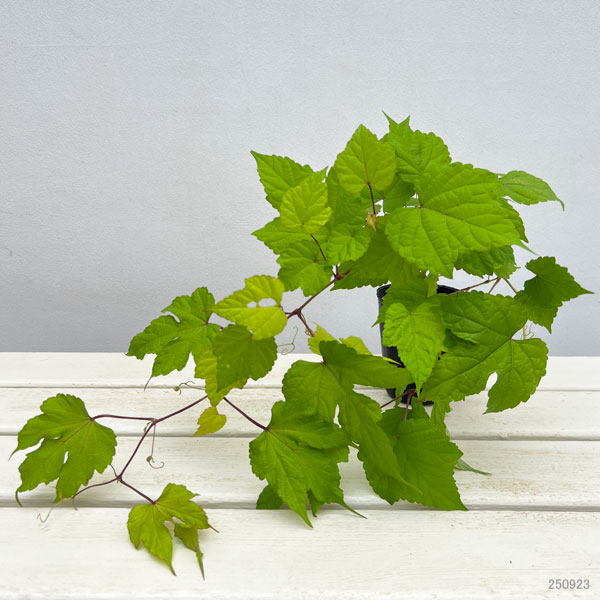 ノブドウ:オーレア2.5号ポット