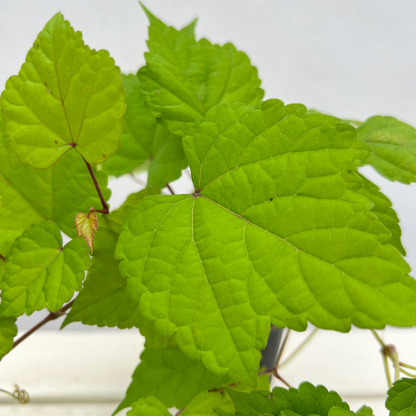 ノブドウ:オーレア2.5号ポット