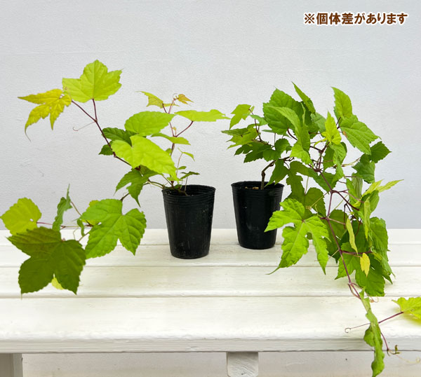 ノブドウ:オーレア2.5号ポット