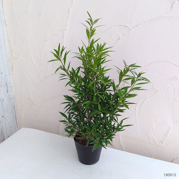 フィカス:コルダータ サリシフォリア 5号鉢植え