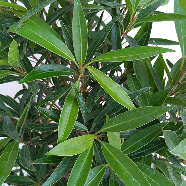 フィカス:コルダータ サリシフォリア 5号鉢植え