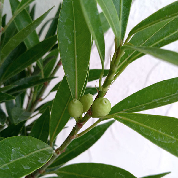 フィカス:コルダータ サリシフォリア 5号鉢植え
