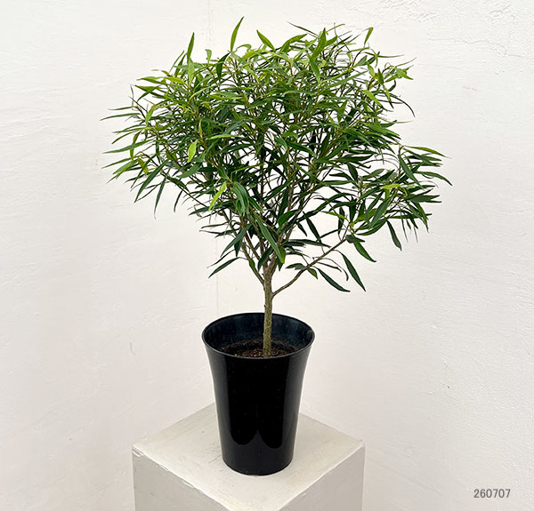 フィカス:コルダータ サリシフォリア 5号鉢植え
