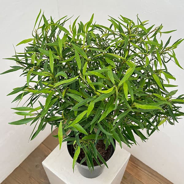 フィカス:コルダータ サリシフォリア 5号鉢植え