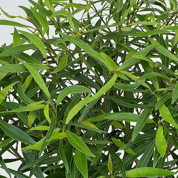 フィカス:コルダータ サリシフォリア 5号鉢植え