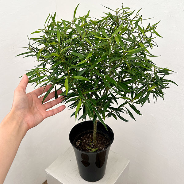 フィカス:コルダータ サリシフォリア 5号鉢植え