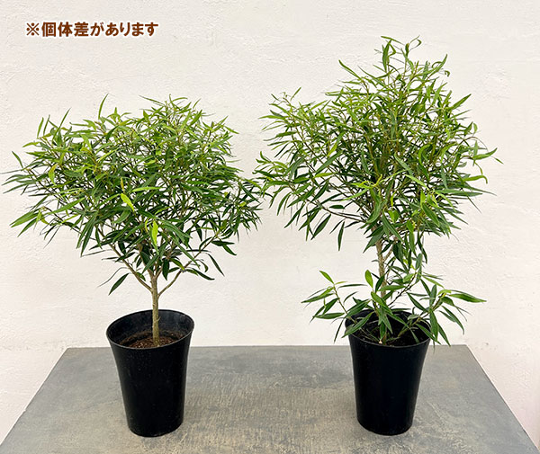 フィカス:コルダータ サリシフォリア 5号鉢植え