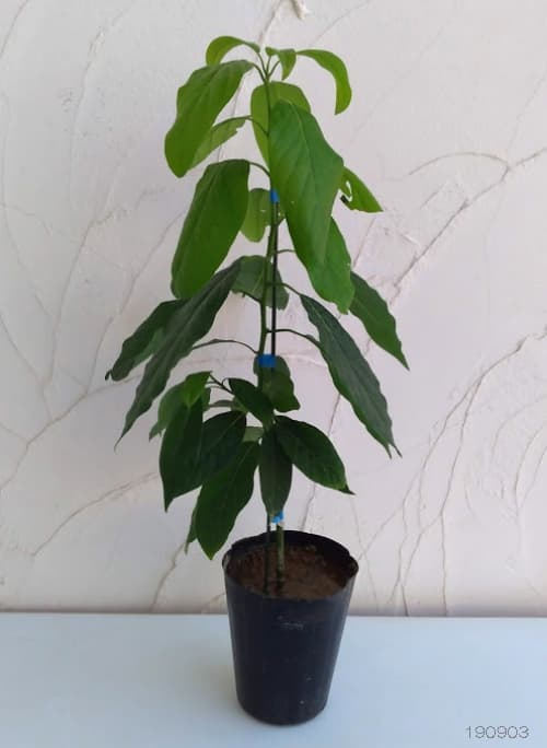 アボカド:ベーコン5号ポット(接木苗)