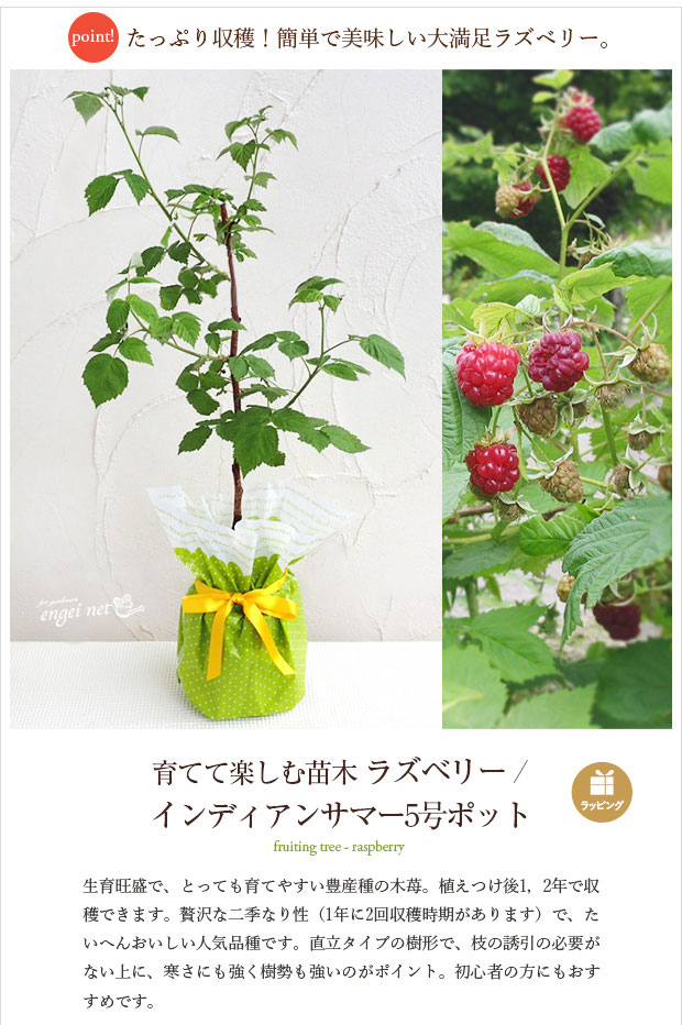 園芸ネット本店｜[2019年敬老の日ギフト][予約]木いちご（キイチゴ