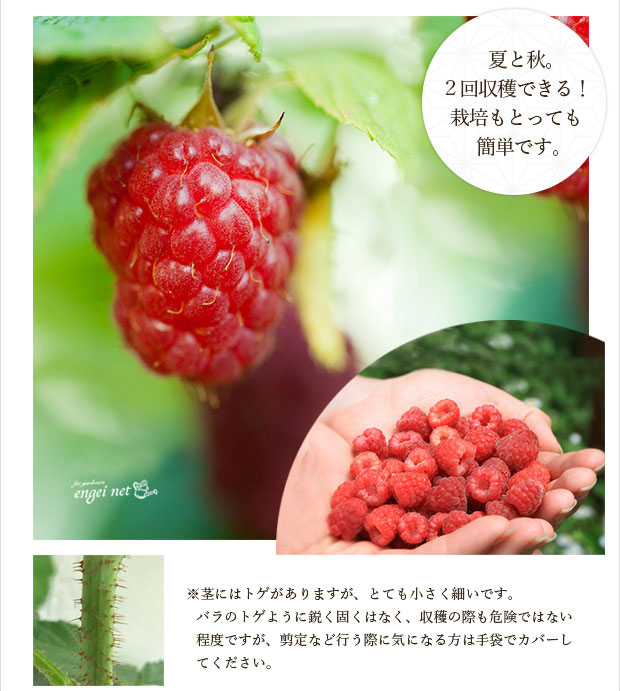 園芸ネット本店｜[2019年敬老の日ギフト][予約]木いちご（キイチゴ