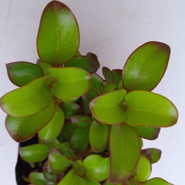 コプロスマ:コッパーシャイン2.5号ポット