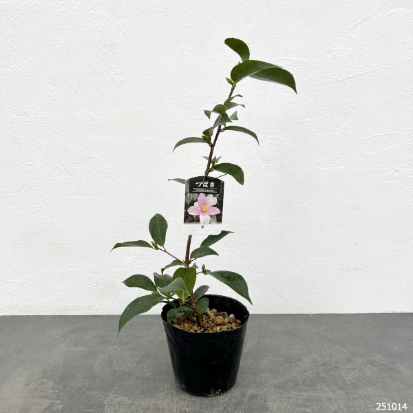 ツバキ（椿）：夢（ゆめ）4.5号ポット