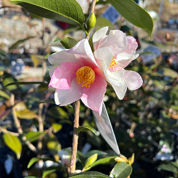 ツバキ（椿）：夢（ゆめ）4.5号ポット