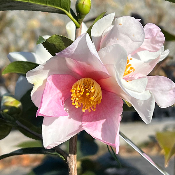 ツバキ（椿）：夢（ゆめ）4.5号ポット