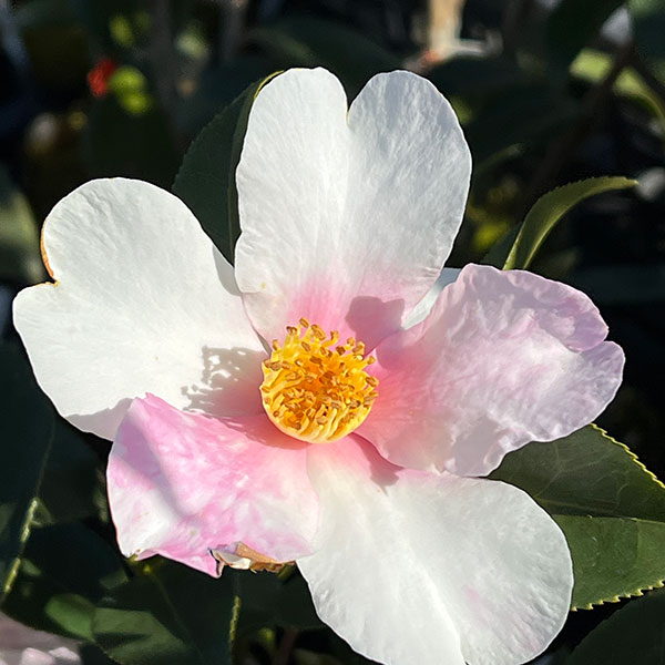 ツバキ（椿）：夢（ゆめ）4.5号ポット