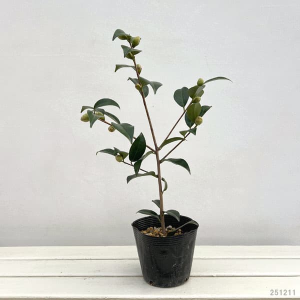 ツバキ(椿):正義(まさよし)4.5号ポット