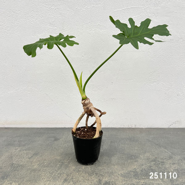 フィロデンドロン:セローム根上がり2.5号ポット