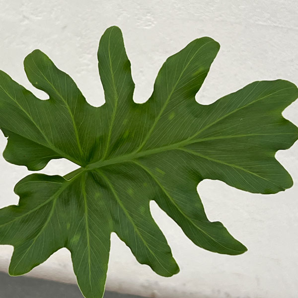 フィロデンドロン:セローム根上がり2.5号ポット