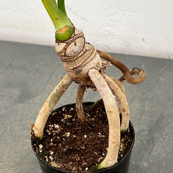 フィロデンドロン:セローム根上がり2.5号ポット