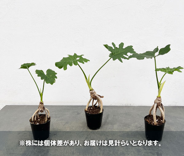 フィロデンドロン:セローム根上がり2.5号ポット