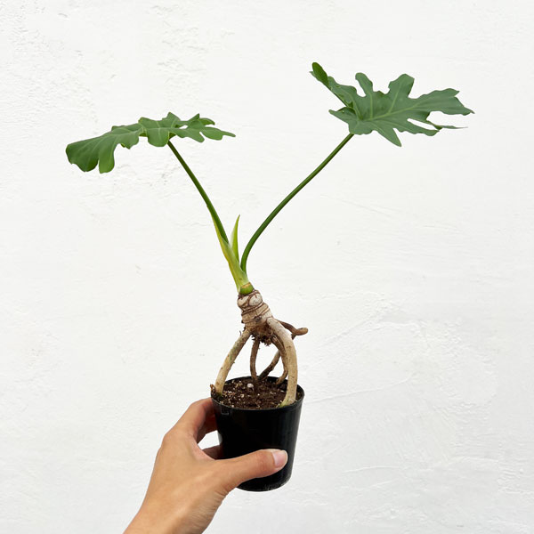 フィロデンドロン:セローム根上がり2.5号ポット