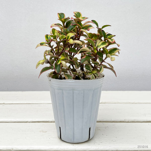 コプロスマ:ファイヤーバースト2.5号ポット