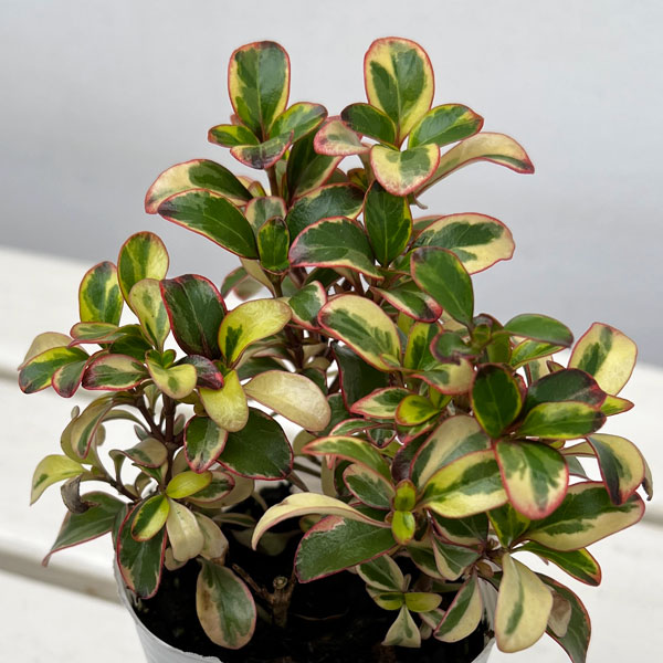 コプロスマ:ファイヤーバースト2.5号ポット