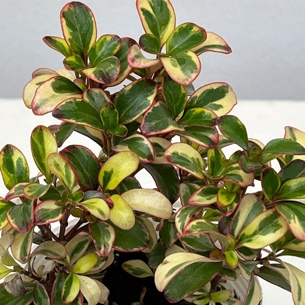 コプロスマ:ファイヤーバースト2.5号ポット