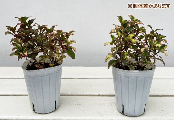 コプロスマ:ファイヤーバースト2.5号ポット