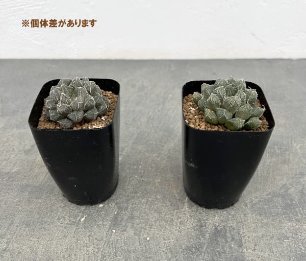 ハオルチア:ミラーボール(オブツーサ交配美種) 2.5号スクエア鉢