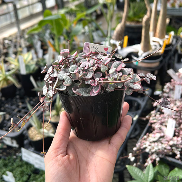 ハートカズラ（セロペギア・ウッディ）：レディハート3号ポット