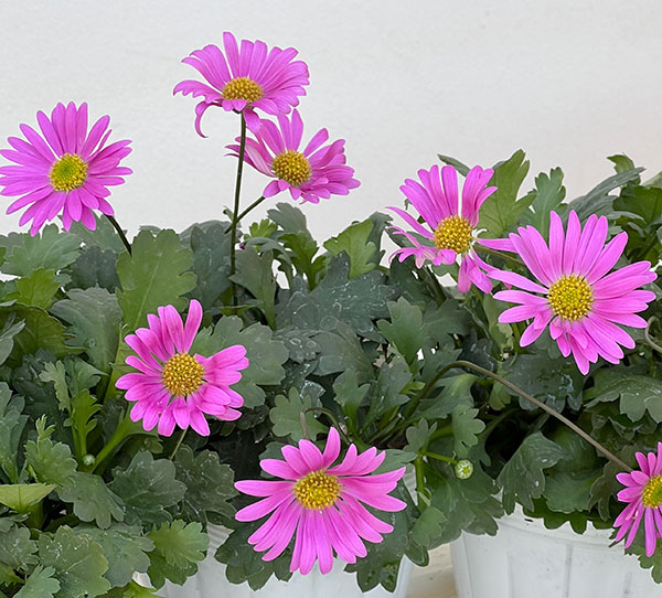 ブラキカム：フレスコキャンディ3-3.5号ポット 2株セット