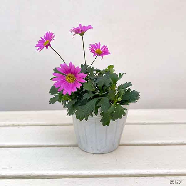 ブラキカム：フレスコキャンディ3-3.5号ポット 2株セット