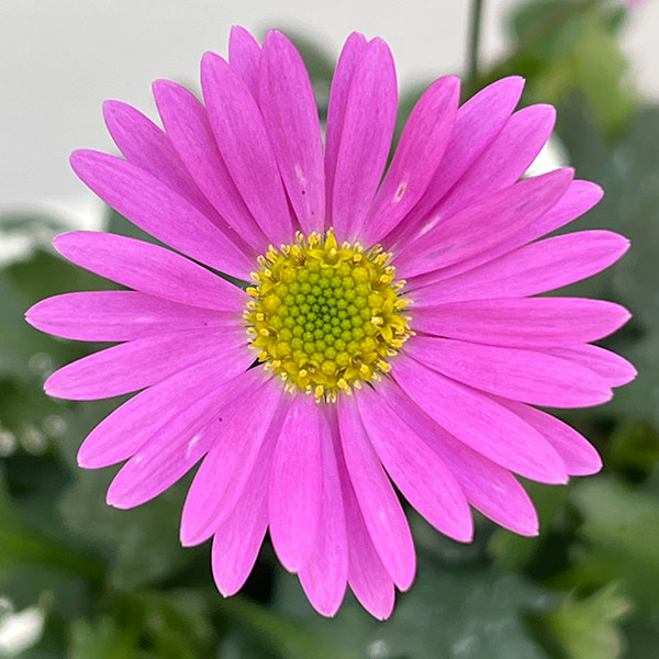 ブラキカム：フレスコキャンディ3-3.5号ポット 2株セット