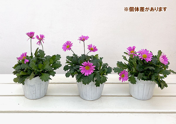 ブラキカム：フレスコキャンディ3-3.5号ポット 2株セット