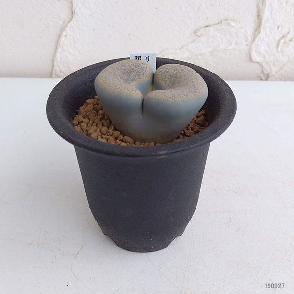 リトープス:麗春玉(れいしゅんぎょく)2.5号鉢植え
