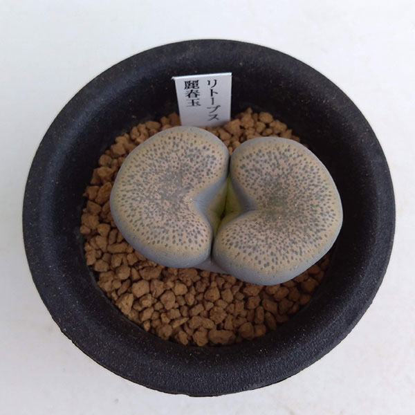 リトープス:麗春玉(れいしゅんぎょく)2.5号鉢植え