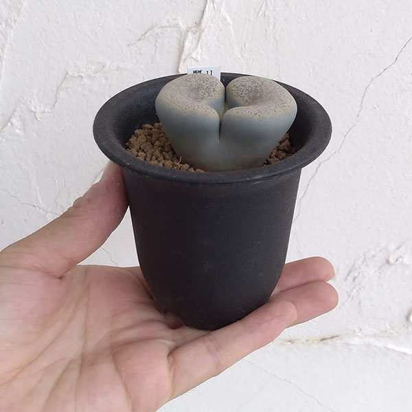 リトープス:麗春玉(れいしゅんぎょく)2.5号鉢植え