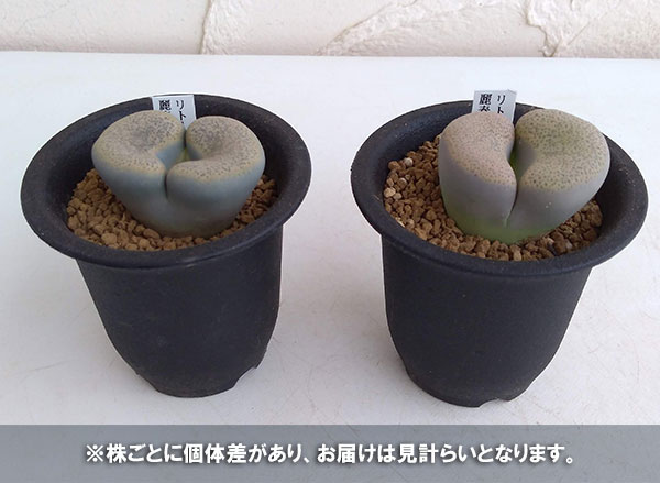 リトープス:麗春玉(れいしゅんぎょく)2.5号鉢植え