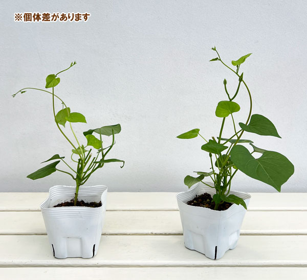 西洋アサガオ（イポメア）：カレドニアブルー3.5号 2株セット