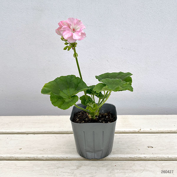 ゼラニウム：ニューダブルピンク3号ポット