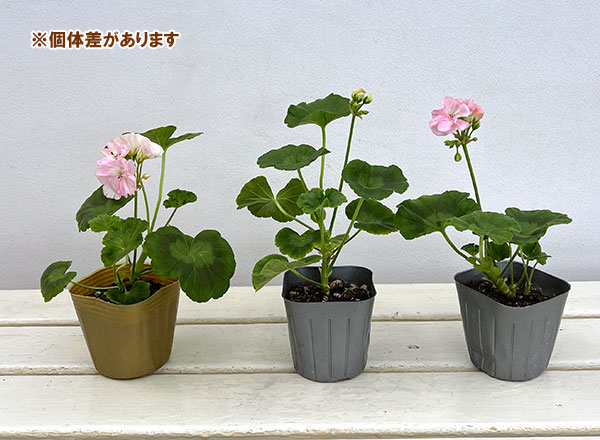 ゼラニウム：ニューダブルピンク3号ポット