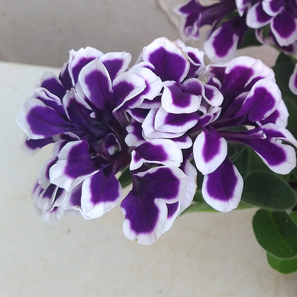園芸ネット本店｜ペチュニア：花衣 藍染3.5号ポット 3株セット の通販