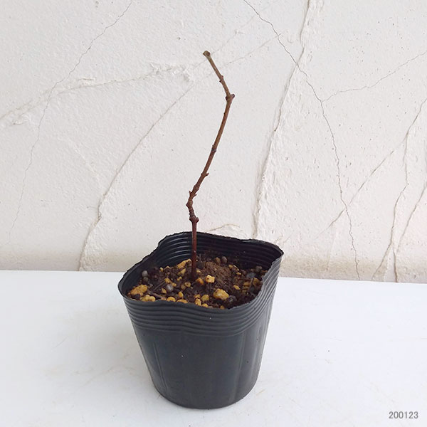 ロウバイ:満月(まんげつ)3.5号ポット