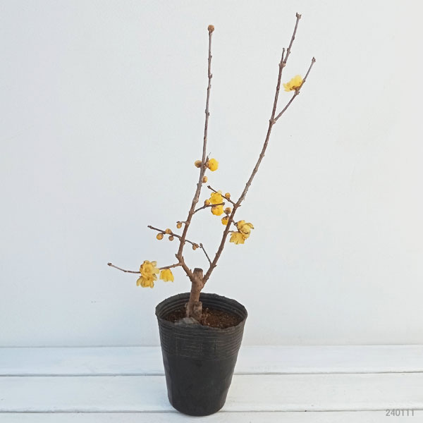 ロウバイ:満月(まんげつ)3.5号ポット