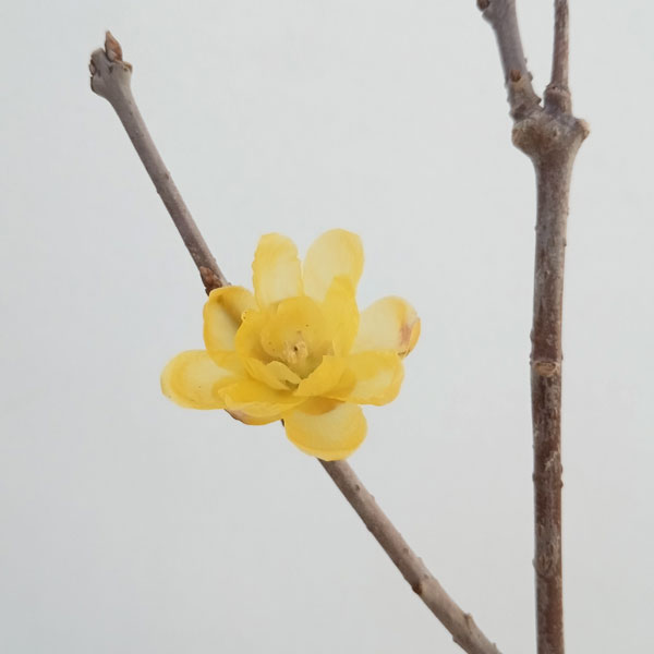 ロウバイ:満月(まんげつ)3.5号ポット