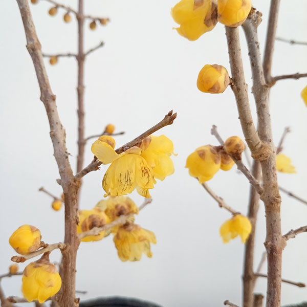 ロウバイ:満月(まんげつ)3.5号ポット