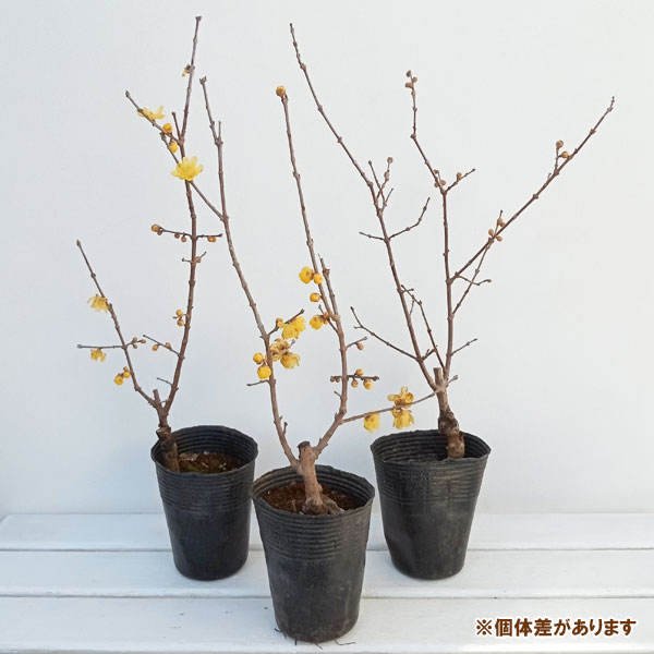 ロウバイ:満月(まんげつ)3.5号ポット